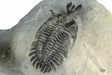 Triple Spiny Walliserops Trilobite Specimen - Timrzit, Morocco #354605-7